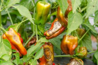 Agriculture et Consultance des Experts Agricoles en RDCongo